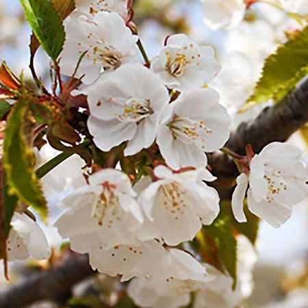 Aroma De Primavera En Casas Rurales Acebuche Casas del Monte Eksteriør bilde