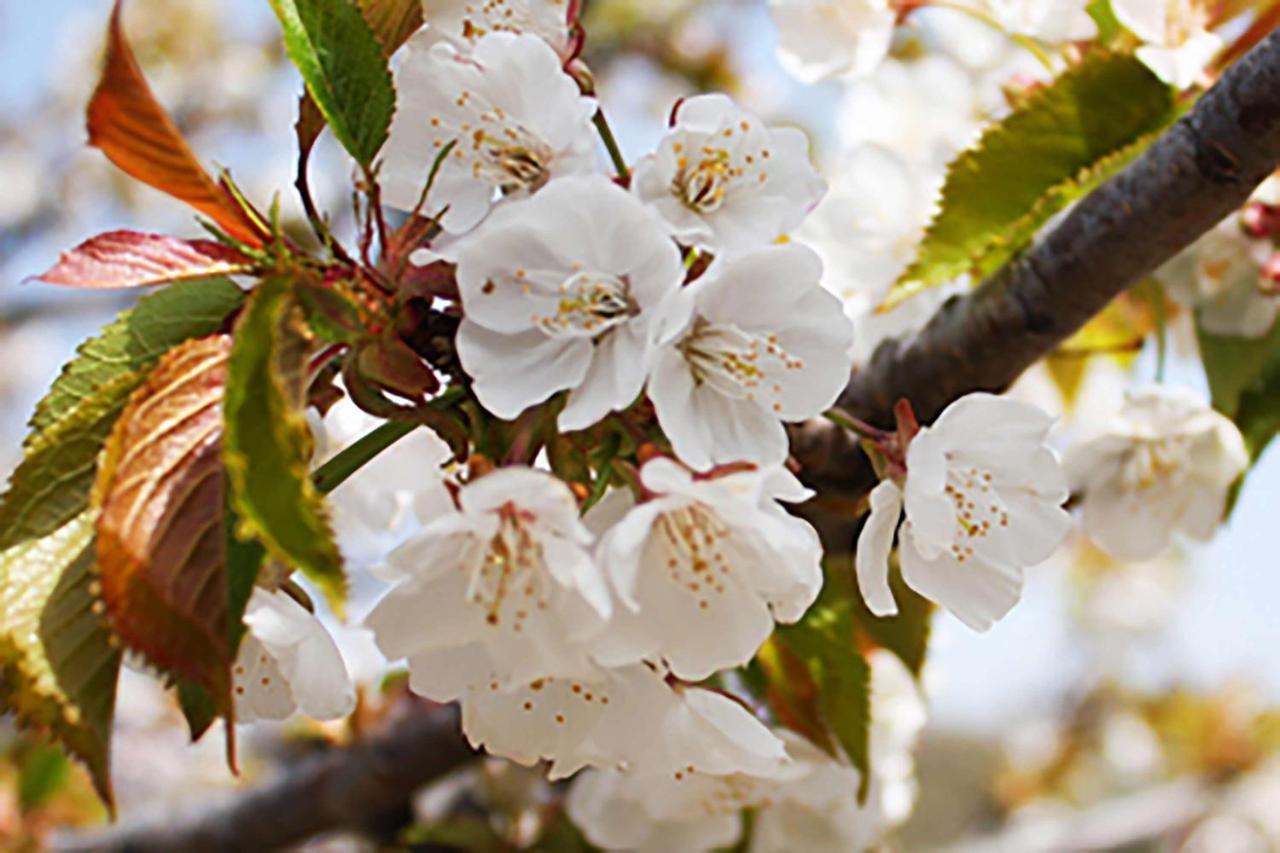 Aroma De Primavera En Casas Rurales Acebuche Casas del Monte Eksteriør bilde