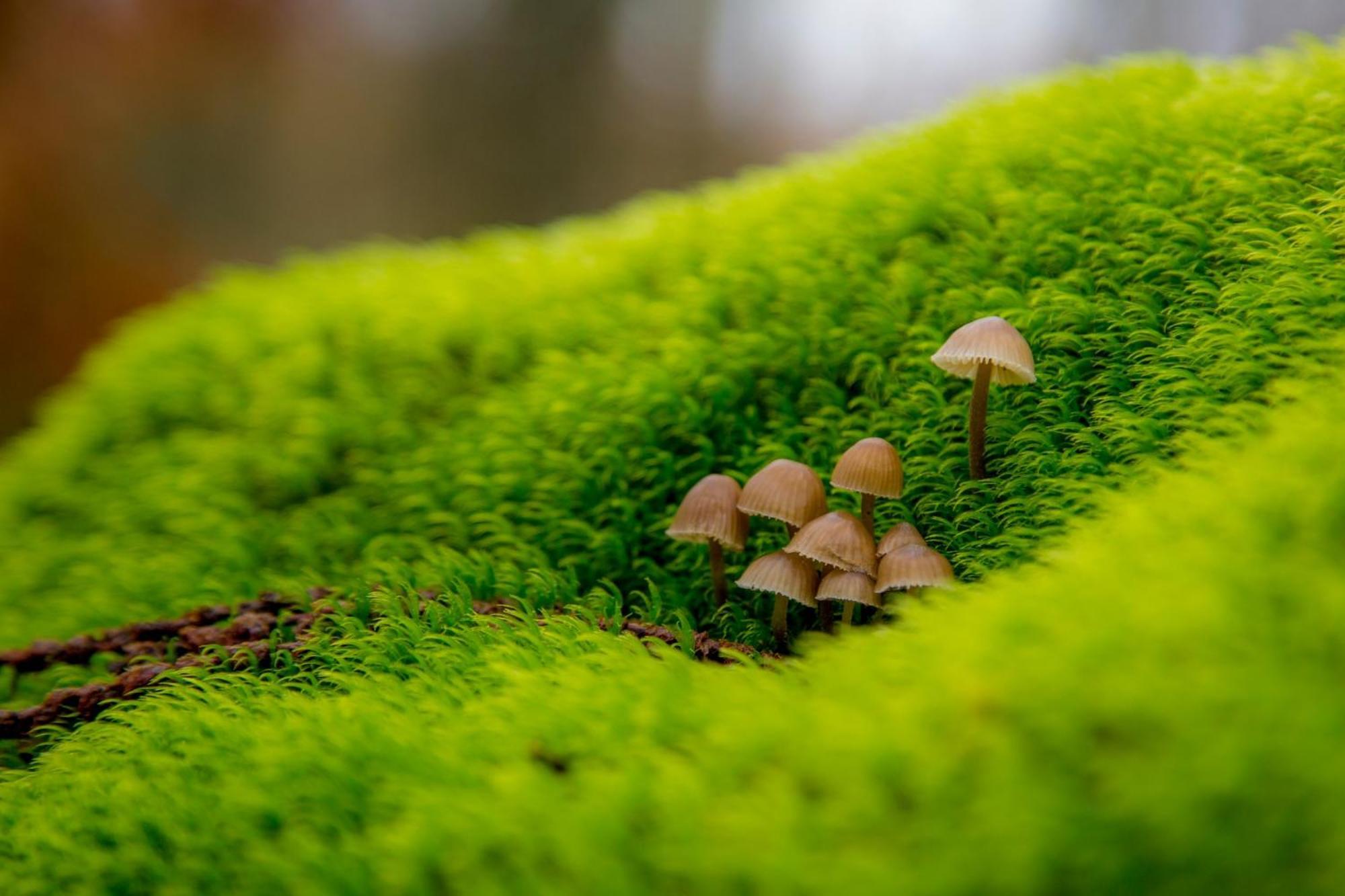 Aroma De Primavera En Casas Rurales Acebuche Casas del Monte Eksteriør bilde