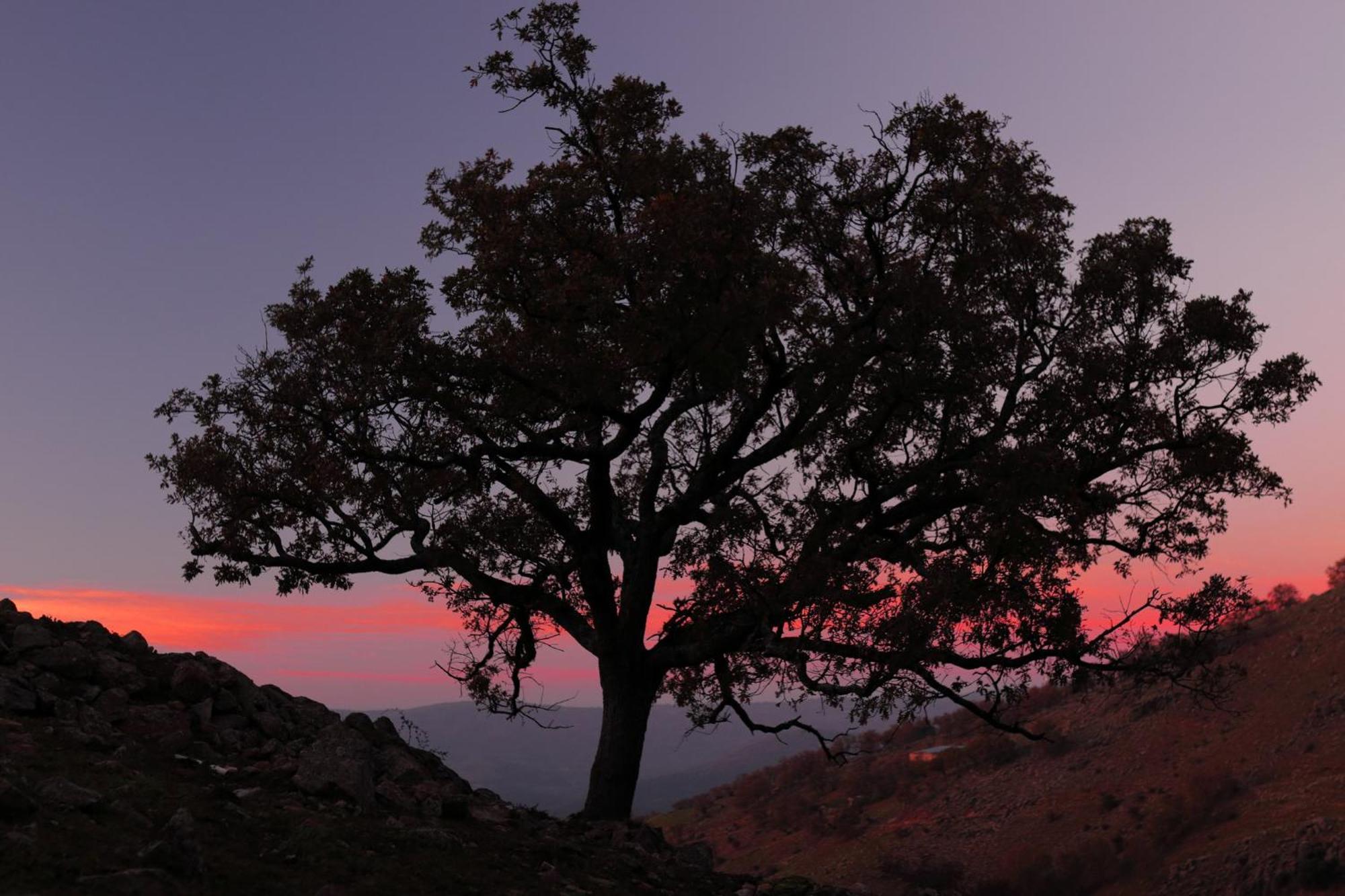 Aroma De Primavera En Casas Rurales Acebuche Casas del Monte Eksteriør bilde