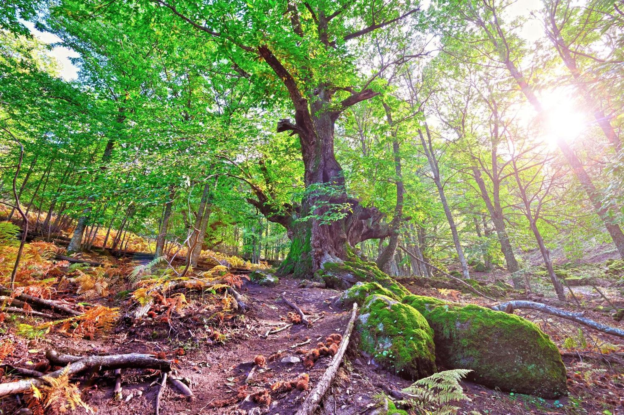 Aroma De Primavera En Casas Rurales Acebuche Casas del Monte Eksteriør bilde